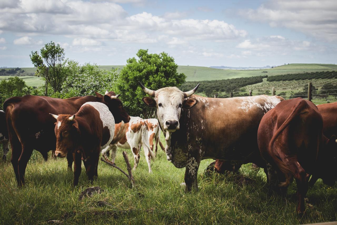 Oribi Gorge Guest Farm Hotell Glendale Eksteriør bilde