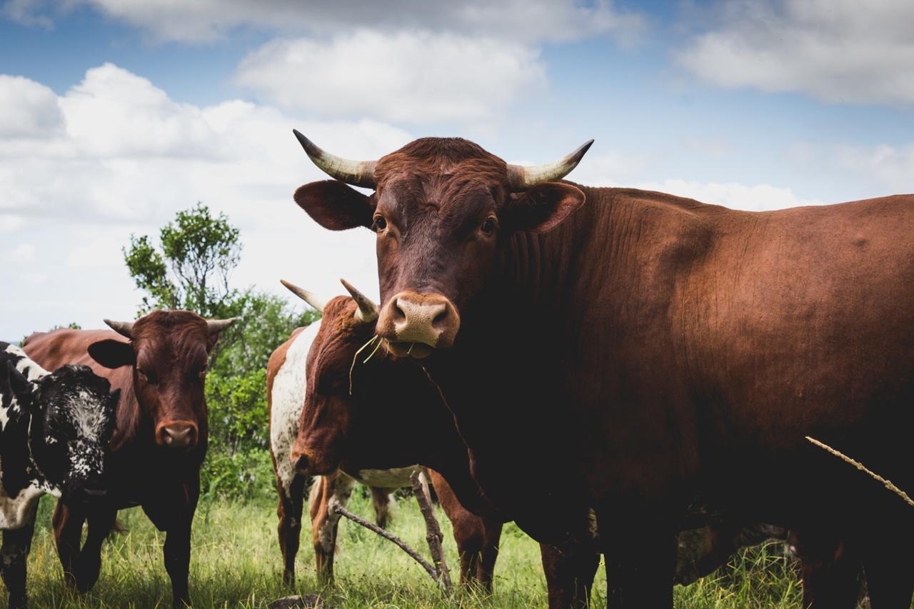 Oribi Gorge Guest Farm Hotell Glendale Eksteriør bilde